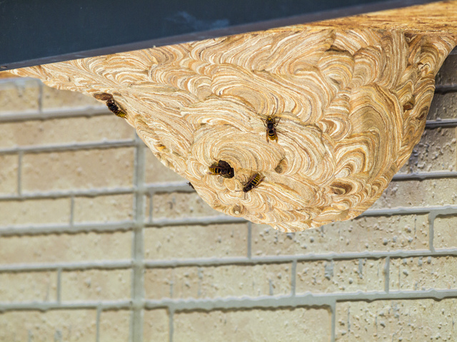 蜂の巣 高知市のハチ駆除・スズメバチ駆除・蜂の巣の除去サービス