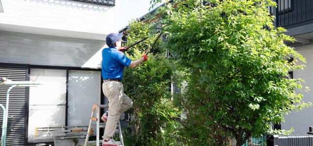 庭の木が大きくなりすぎた時の対処法2個！シンボルツリー